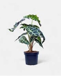 Alocasia Polly